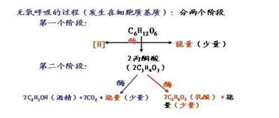 丙酮酸的化学式是?