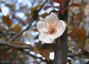 百花争艳的意思和造句?