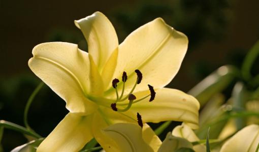 百合花几月开放