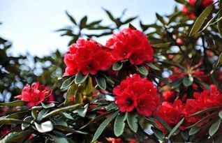马缨花是哪部作品的人物，马缨花简介