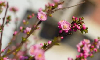 叹花唐杜牧，叹花杜牧古诗的意思