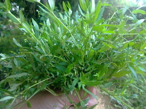 龙舌草的功效与作用，龙舌草全部图片