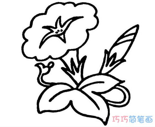插画花手绘牵牛花图片-牵牛花的简笔画怎么画