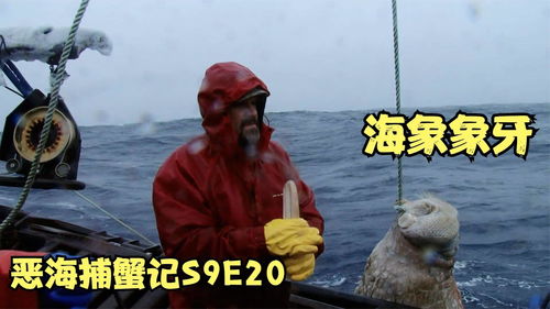 海捕大虾，海捕大虾和养殖虾的区别