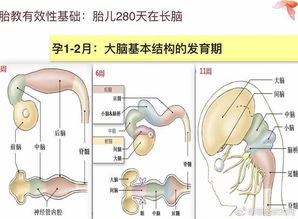 周是什么结构的生字，围是什么结构