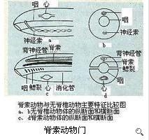 脊索名词解释