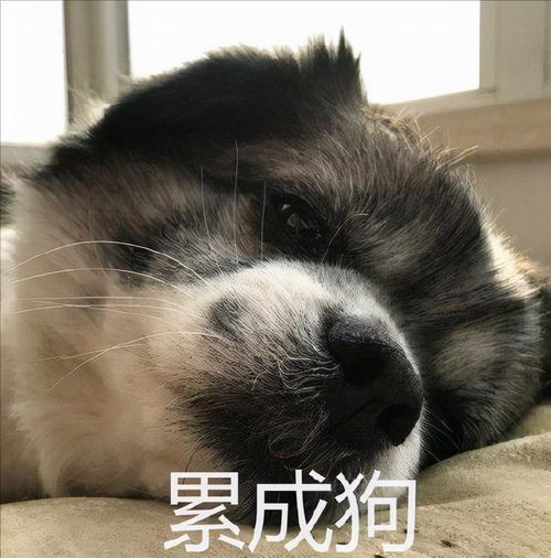 形容特别累的幽默句子