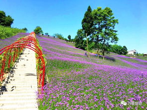 百花谷十二位花仙，百花谷民俗村