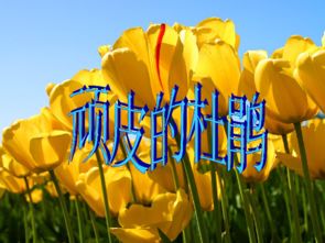 顽皮的杜鹃歌词