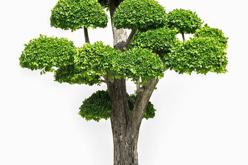 喜欢的植物写一段话