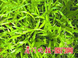 油草图片，油草的功效与作用