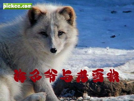海子爷与老雪狼,海子爷是一个怎样的人，海子爷与老雪狼的故事
