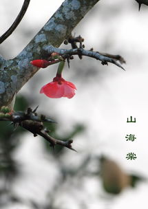 山海棠的功效与作用，山海棠片功效作用