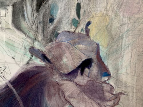 pansy鞋，pansy是什么意思