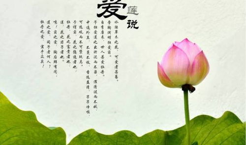 《爱莲说》是什么意思?