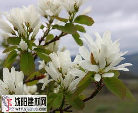 唐棣简介，唐棣什么意思