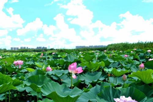 莲叶何田田全诗朗诵，莲叶何田田是什么意思
