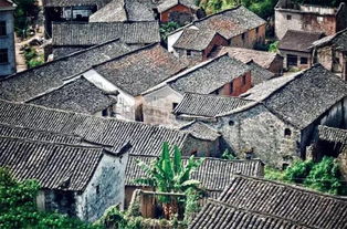 何斯路村简介，何斯路村薰衣草