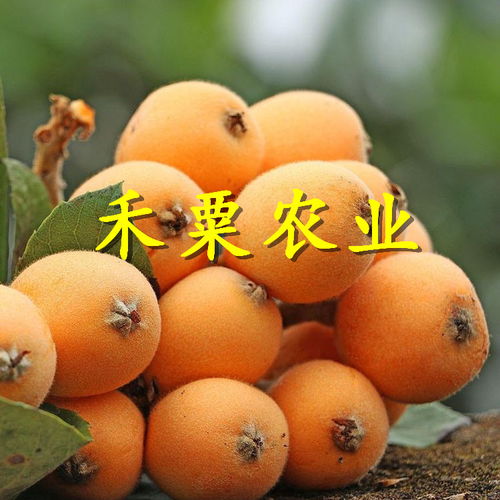 枇杷的功效与作用营养