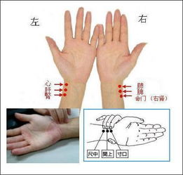 寸关尺切脉位置图，寸关尺内外是什么意思