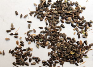 茺蔚子怎么读，茺蔚子的用量