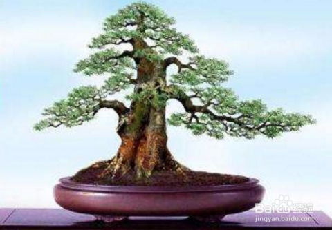 黑宝塔怎么能结出花和果?