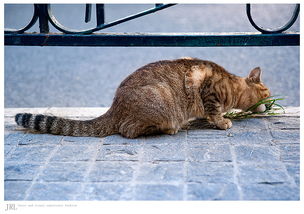 猫的故事梁实秋原文，猫的故事阅读感悟