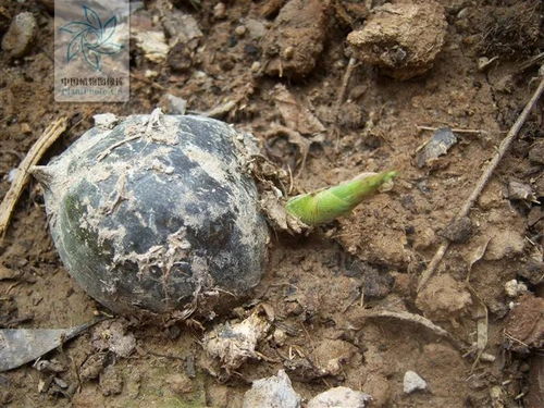中草药:竹实的功效与作用