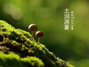 大暑是什么意思?