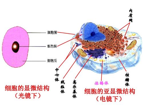 细胞器的结构和功能图，细胞器单层膜双层膜无膜