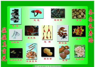 四气指的是哪四气?
