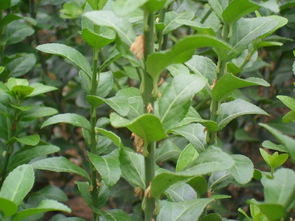 扶芳藤果实能吃吗?