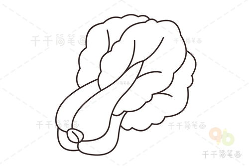 白菜的简笔画图片大全，白菜的简笔画图片