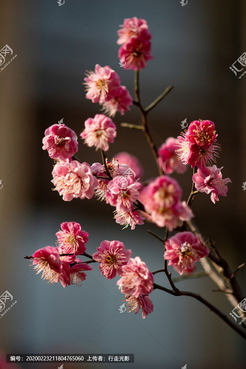树梅花图片，树梅图片的功效与作用