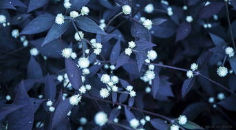 星星花是什么花，星星花的花语和寓意
