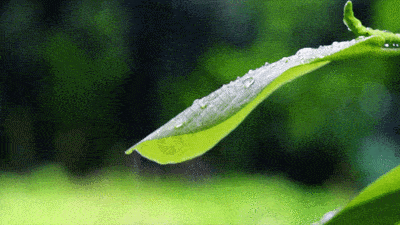 为什么说春雨贵如油?