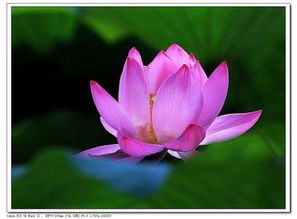 出水芙蓉是什么意思?