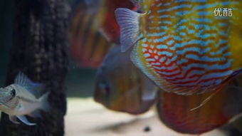 discus mart官网，discus品牌