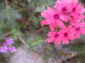 star flower是什么意思