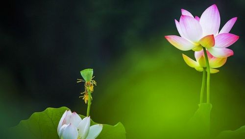 用作比较的说明方法写一句话?