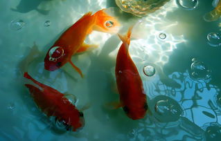 鱼水之情什么意思