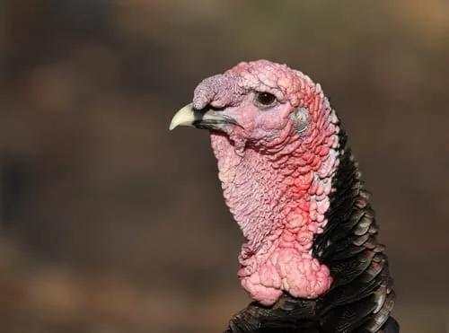 Turkey是什么意思英语
