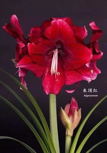 种花英语怎么写，我的爱好是种花英语