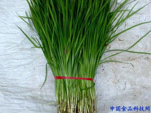 起阳草是韭菜吗，起阳草的功效