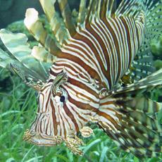 invasive species是什么意思
