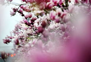 “繁花”是什么意思?