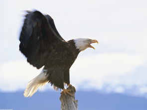 鹰的英文eagle，鹅的英文怎么说