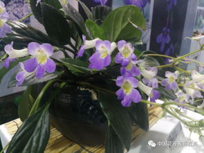 能用蝴蝶当头像吗