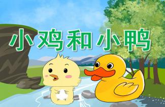 小鸡和小鸭的故事