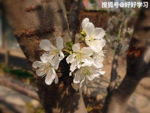 抽打心中的樱桃花原文，抽打心中的樱桃花题目作用